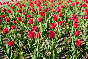 Background flowers. Plants in the garden. Spring flowers grow in a flower bed.
