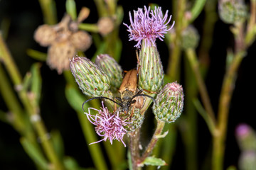 Ackerdistel mit Bockkäfer 