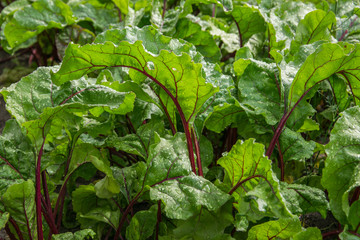 Organic green red young beet leaves close up. Dew on beet leaves.