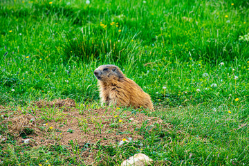marmot and wild flowers at Cima Manderiolo number one