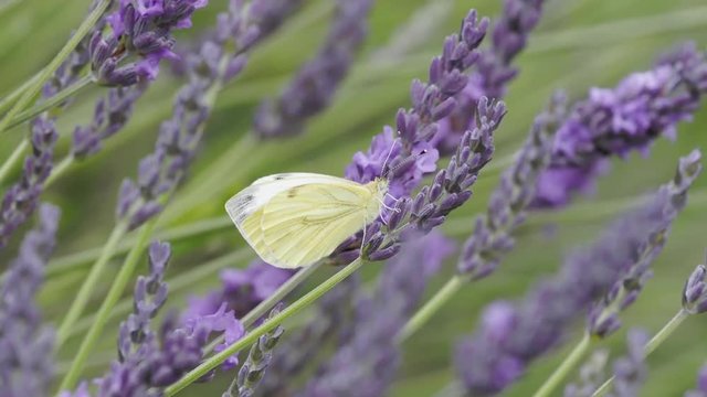 Green Veined Butterfly on Lavender