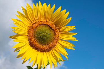 Sunflower against the blue sky with clouds. Organic and natural flower background.