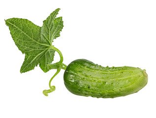 Cucumber with flower isolated on a white background