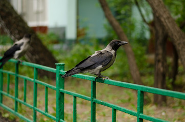 Young crow in fence