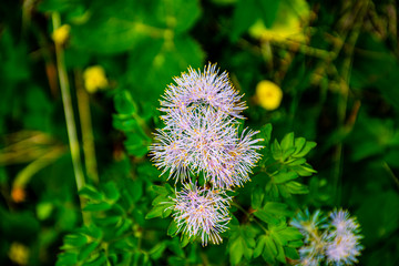 wild flower white and blue