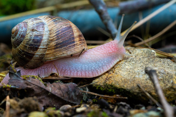 mature snail on fig tree