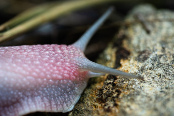mature snail on fig tree