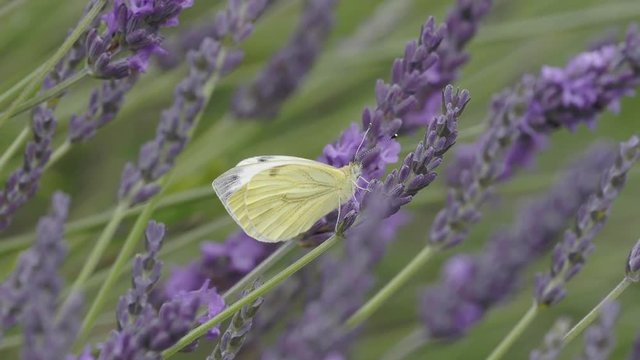Green Veined Butterfly on Lavender