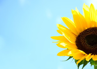 Sonnenblume vor blauen Himmel - isoliert und freigestellt
