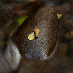 dry leaf on wet stone