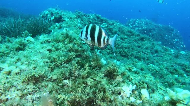 Fissh underwater - Imoerial bream swimming in a Mediterranean sea reef