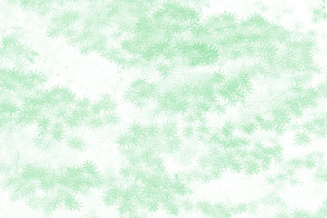 Green small spruce brunches with short needles background