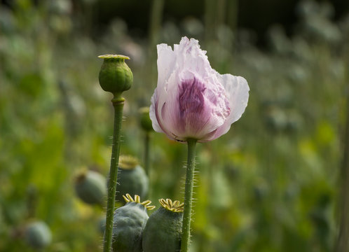 Detail of pink poppy blossom and poppy head