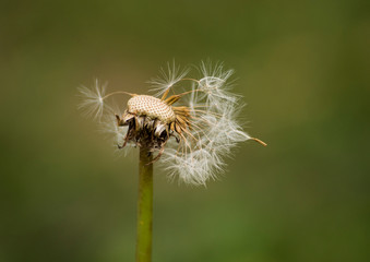 Seeds of dandelion flower