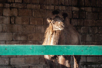 Portrait of a camel. The camel stands in the pen. Farm The camel gives wool. Animal for traveling in the desert.