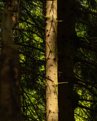 Fototapeta premium tree in the forest