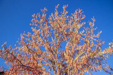 Pomerode Easter Tree in Santa Catarina