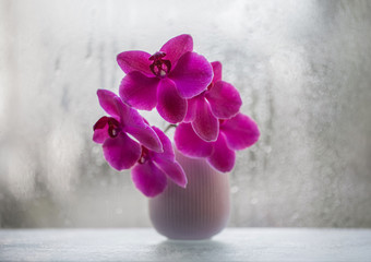Beautiful pink Orchid in a vase on the background of the window close-up. Orchid flower. Exotic pink flower with bokeh from rain drops on the glass. Greeting card or postcard.