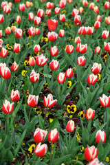Red and white tulips in the nature