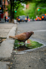 Brown pigeon in a street puddle