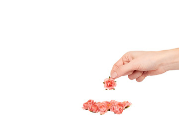 Hand with blooming pink flowers, decorative plant, romantic mood.