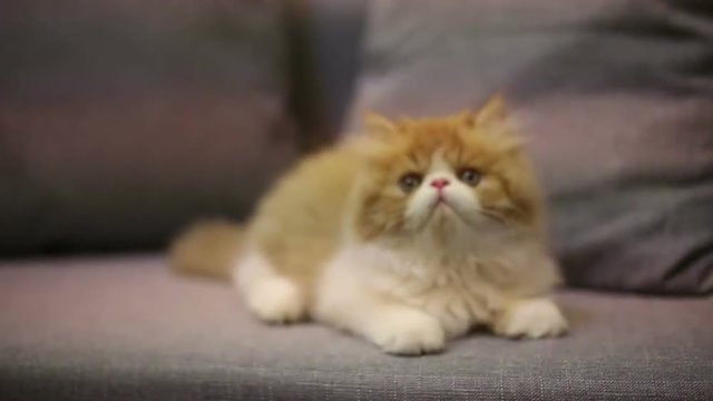 Persian cat on sofa