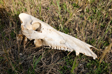 deer skull found on the summer meadow