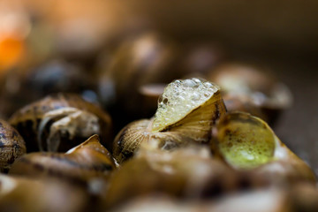 Raw snails in the bowl during preparation