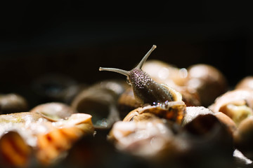 Close-up snail during preparation. Typical food in Catalonia, Spain