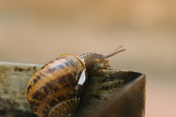 Close-up snail before cooking in the barbeque. Typical food in Lleida, Catalonia, Spain
