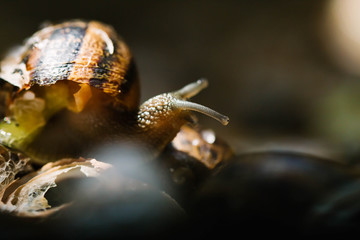 Close-up raw snail portrait before preparation. Caragols a la llauna, typical in Lleida, Catalonia, Spain
