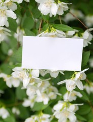 Business card mock up with green leaves and jasmine on background. Stylish mock up.