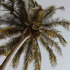 Coconut  green palm trees against blue sky with retro or vintage colors and tones. Minimal wallpaper.Travel or exotic concept. Summer background.