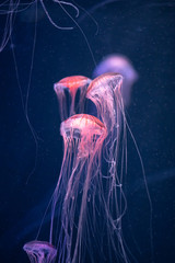 méduse rougeoyante chrysaora pacifica sous l& 39 eau