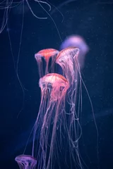 Acrylic prints Night blue glowing jellyfish chrysaora pacifica underwater