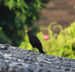 Isolated Blackbird on a tin roof