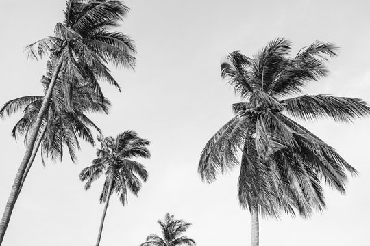 Lonely tropical exotic coconut palm trees against blue sky on windy day. Neutral black and white background. Summer and travel concept on Phuket, Thailand.