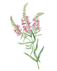 Branch with pink Chamaenerion angustifolium flower (fireweed, Russian Tea, Ivan Chai, Blooming sally and rosebay willowherb). Watercolor hand drawn painting illustration, isolated on white background.