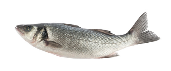 seabass fish isolated without shadow - obrazy, fototapety, plakaty