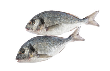 dorado fish isolated without shadow