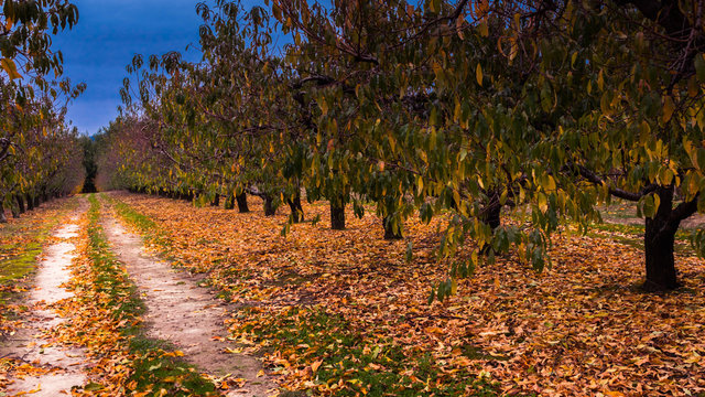 Trees in orchard in authumn 