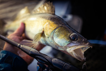 Fishing background. Trophy zander and fishing rod.	