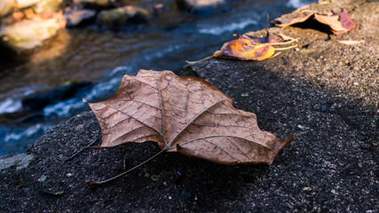 Close Up of fallen leaf