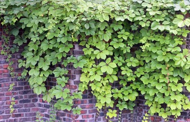 담쟁이 덩굴 스톡사진