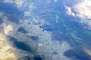 Turtle swimming in a small river - 278452105