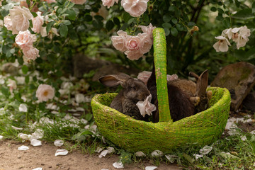 Rabbits eating grass and flowers  sitting in a green basket in sunny weather in the summer with roses