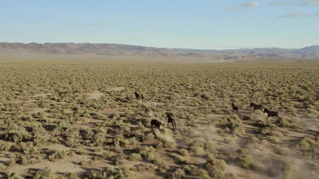 Aerial of Donkeys galloping in the desert at sunset. Nevada, USA