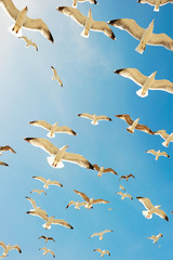 Fototapeta premium Group of seagulls over sea
