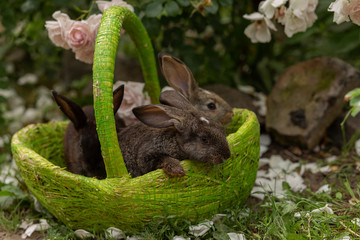Rabbits eating grass and flowers  sitting in a green basket in sunny weather in the summer with roses