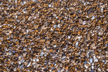 Background from stones and small seashells on the seashore.